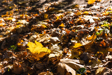 Autumn leaves on the ground