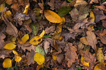 Yellow autumn leaves on the ground