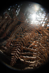 Sunlight breaks through brown fern leaves in a mountain forest - 678669217