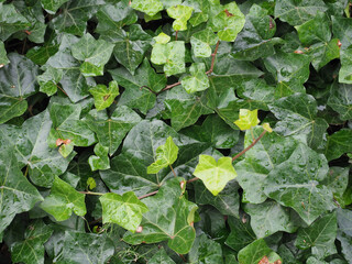 ivy plant background