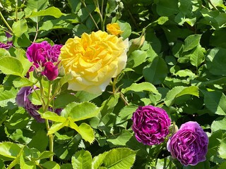 Fototapety na wymiar - Fototapeta24.pl