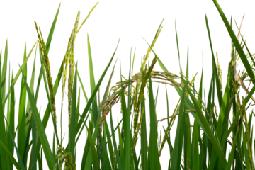 Young ear of rice with sunlight in the green paddy field isolated on white background included clipping path.