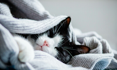 cute little cat peacefully sleeping hygge concept