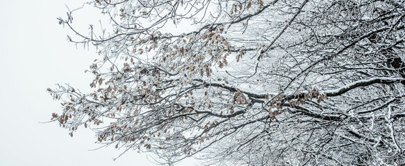 frost covered trees in winter