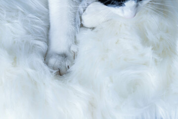 cute little cat sleeping on fluffy white  hygge concept