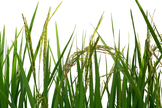 Young ear of rice with sunlight in the green paddy field isolated on white background included clipping path.