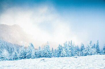 winter landscape with snowy fir trees in the mountains