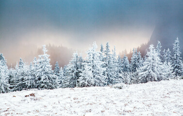 winter landscape with snowy fir trees in the mountains