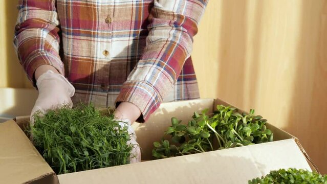 Hands stack boxes of greens for delivery. Micro greens farmer. Micro greens of green peas. Produce delivery. A woman puts microgreens shoots in a box. Food delivery. Fresh greens