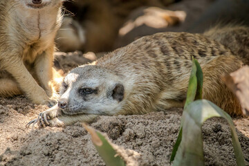 The meerkat (Suricata suricatta) or suricate is a small mongoose found in southern Africa