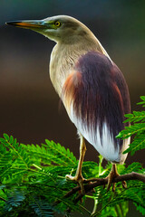 𝐓𝐡𝐞 𝐈𝐧𝐝𝐢𝐚𝐧 𝐩𝐨𝐧𝐝 𝐡𝐞𝐫𝐨𝐧 standing on a tree