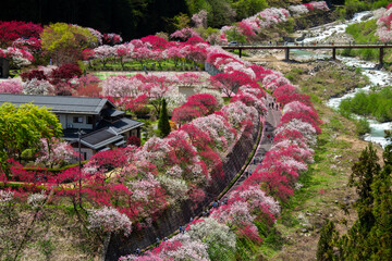満開の阿智村花桃の里（4月）6 © 木嶋眞吾
