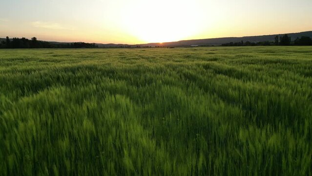 wheat field at sunset, drone video, camera moving backwards