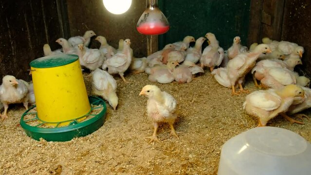 broiler chickens in the chicken coop. Selective focus.