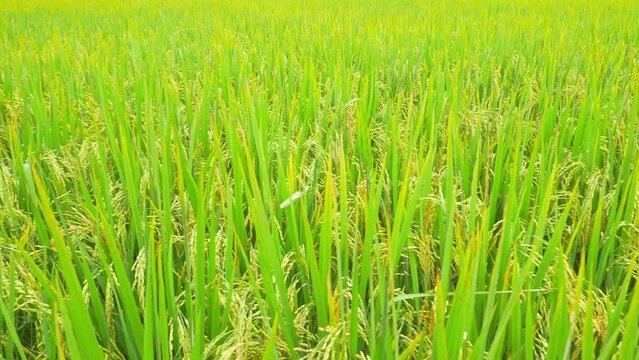 rice plants in rice fields, rice fields, rice fields