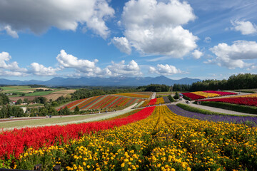 美しい花々が咲いている丘（北海道 美瑛）　A hill full of beautiful flowers in Hokkaido,Japan	