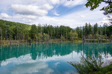 白金 青い池（北海道 美瑛）beautiful blue lake in Hokkaido,Japan