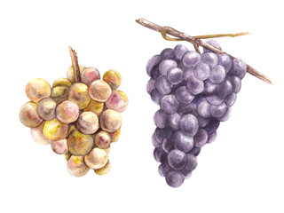 Watercolor branch of green and blue black grapes. Grapevine. Hand painted illustration for your design of menu, label, wine list, stickers, restaurant, bar print design. Isolated on white background. 