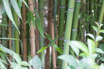 bamboo stalks. Green and brown bamboo plants close-up