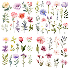 Set of different types of flowers and plants.