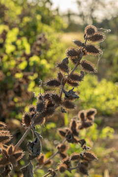 A detail of a Xanthium plant also known as common cocklebur during the autumn season