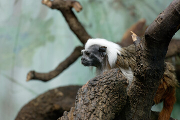 Monkey cotton-top tamarin, Saguinus oedipus - small New World monkey sits on a branch. Denizen tropical forest edges and secondary forests in northwestern Colombia. Cotton head monkey. Zoology