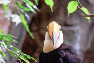 Horizontal banner with a beautiful colorful toucan bird (Ramphastidae) on a branch in a rainforest. A toucan bird and leaves of tropical plants on blurred background. Copy space for text