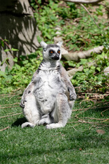 Lemurs (Lemuroidea), one of the cutest animals of Madagascar, usually live in forests with high trees.