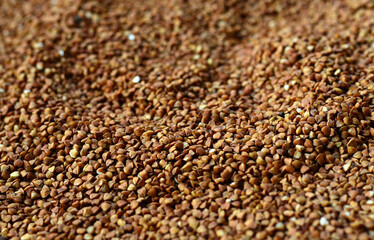 Background texture of a large pile of buckwheat. Many buckwheat grains close-up in daylight