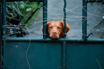 portrait of a dog behind a gate