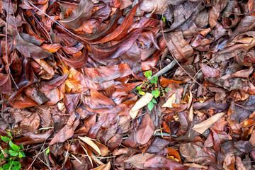Fallen leaves on the ground