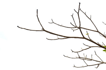 Tree with dried twigs
