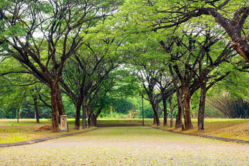 Obraz premium Street with green grass and trees