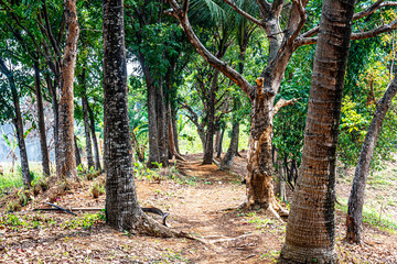 Fototapeta premium Trees on the field
