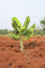 Banana trees growing alone on dry soil