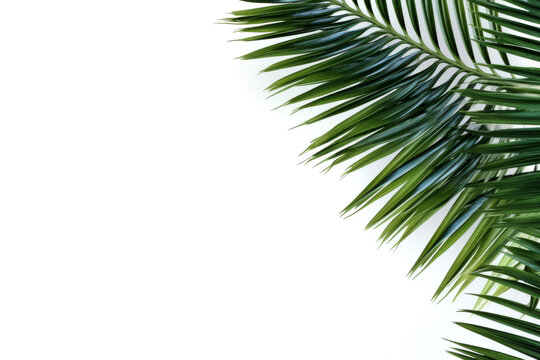 Beautiful green tropical palm leaves lying isolated on white background with space for text, product or inscriptions, top view.generative ai