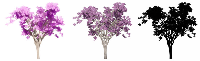 Set or collection of Jacaranda trees, painted, natural and as a black silhouette on white background. Concept or conceptual 3d illustration for nature, ecology and conservation, strength, beauty