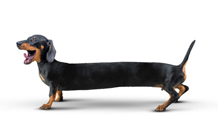 Dachshund dog