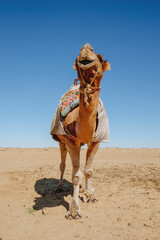 dromedary camel in the desert