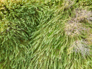 trees bent by the wind seen from above photographed with a drone
