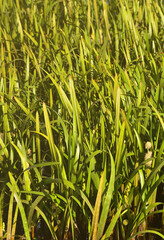 A lot of stems from green reeds. Unmatched reeds with long stems