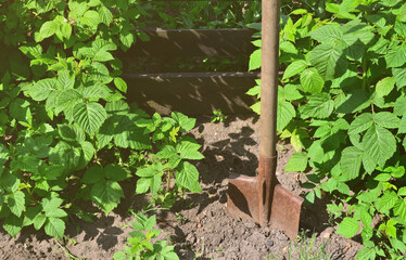 An old rusty shovel near the raspberry bushes, which grow next to the wooden fence of the village...