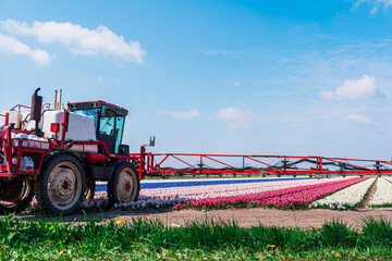 A tractor is seen spraying fields in the Netherlands to protect the flowers from pests. The cultivated flowers are being carefully tended to in the expansive fields. - obrazy, fototapety, plakaty