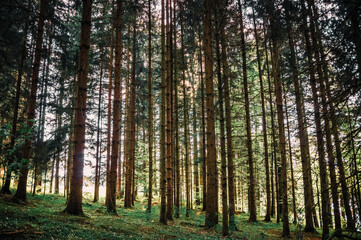 Obraz premium Wald und Sonne