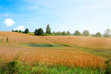 Obraz premium Tranquil and picturesque rural scene featuring a lush, glowing golden wheat field set against the backdrop of a deep blue sky on a warm, sunny summer day in Poland.