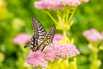 Papilio xuthus Linnaeus, Butterfly is on a flower