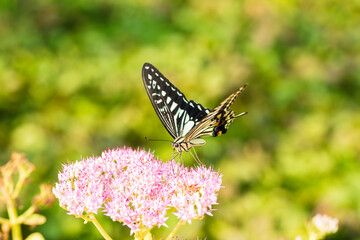 Papilio xuthus Linnaeus, Butterfly is on a flower