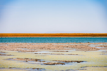 Lagoa no deserto do Atacama com céu azul e muita vegetação ao redor. Lagoa Cejar na primavera de...