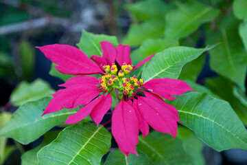 Close up on Poinsettia