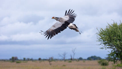 a secretarybird taking to the sky